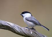 Weidenmeise - Willow Tit  (Poecile montanus)
